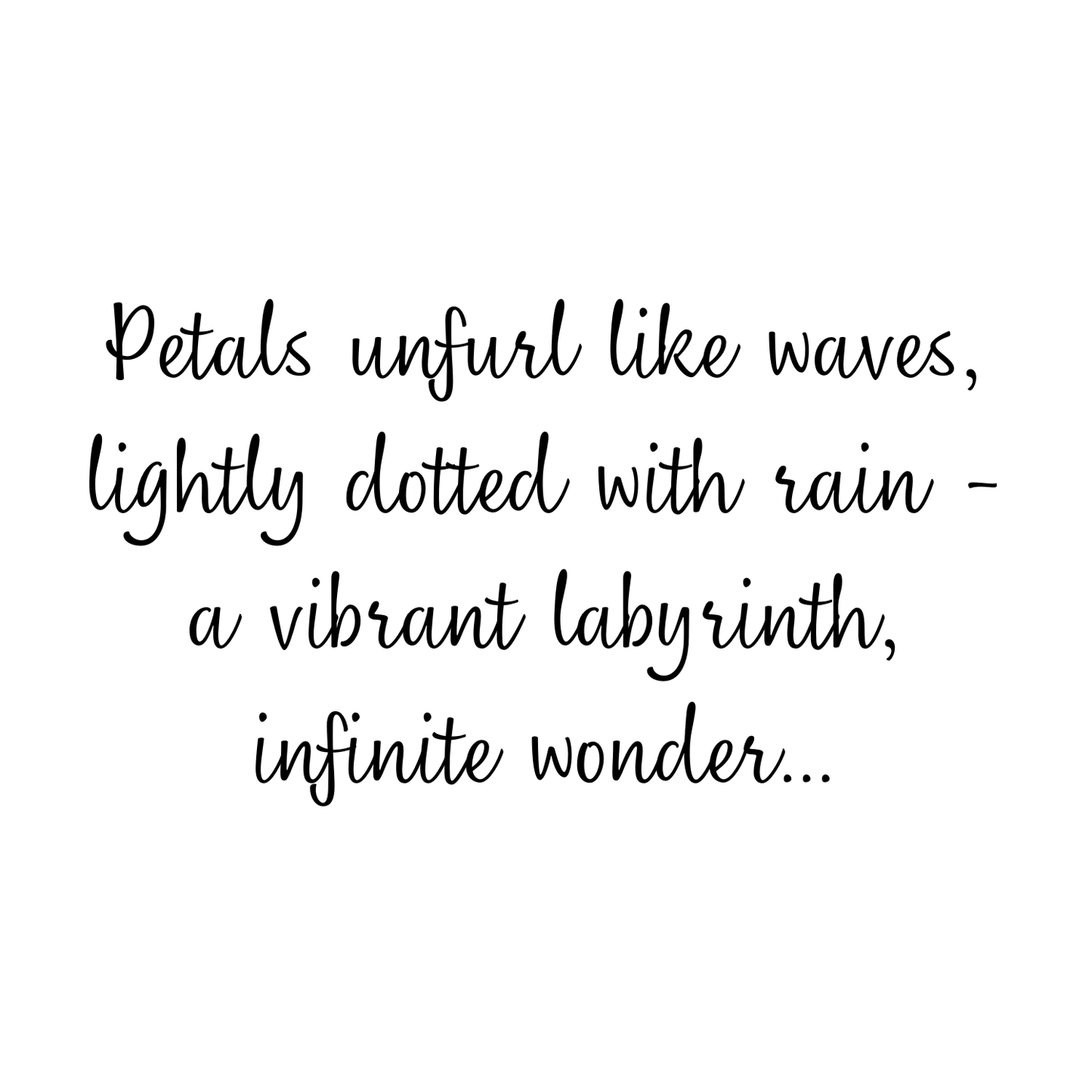 Fuchsia Evolution (Women's)