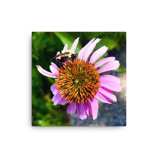 Close-up canvas print of a bumblebee collecting pollen on a vibrant pink coneflower, with blurred green grass in the background.