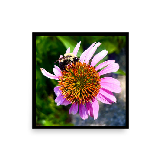 Square 12x12 giclee matte paper poster featuring a close-up photograph of a bumblebee perched on a vibrant pink coneflower, outlined with a thin black border.