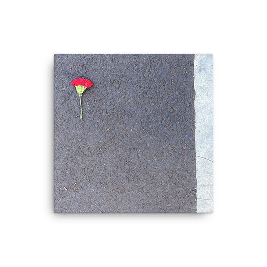 Square fine art wall print featuring a vivid red carnation with a green stem lying on textured asphalt. Minimalist and nature-inspired.