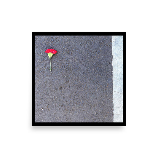 Square 12x12 giclee matte paper poster featuring a close-up photograph of a vivid red carnation with a green stem resting on textured dark asphalt, outlined with a thin black border.