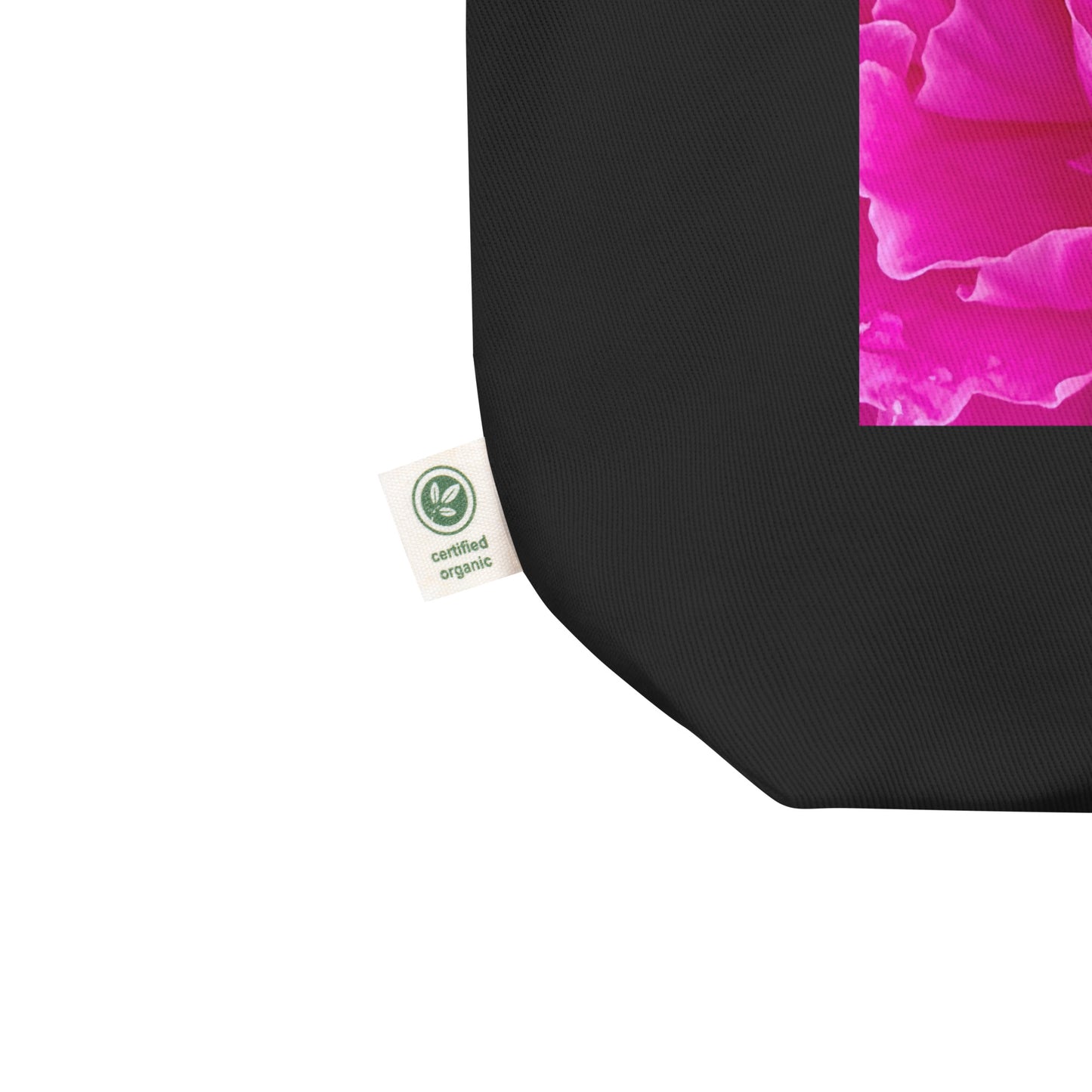Fuchsia Evolution