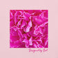 Fuchsia Evolution