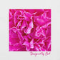 Fuchsia Evolution